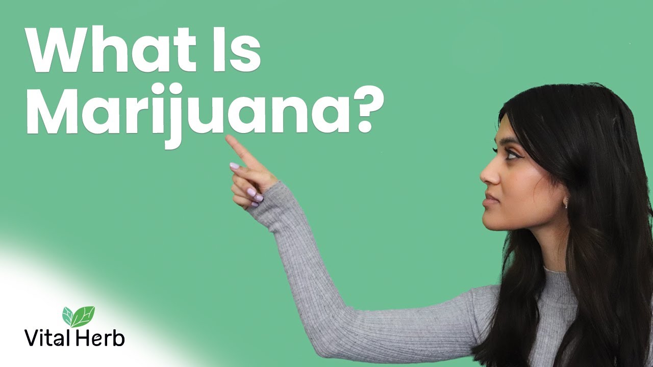 What Is Marijuana? - [Vital Herb]