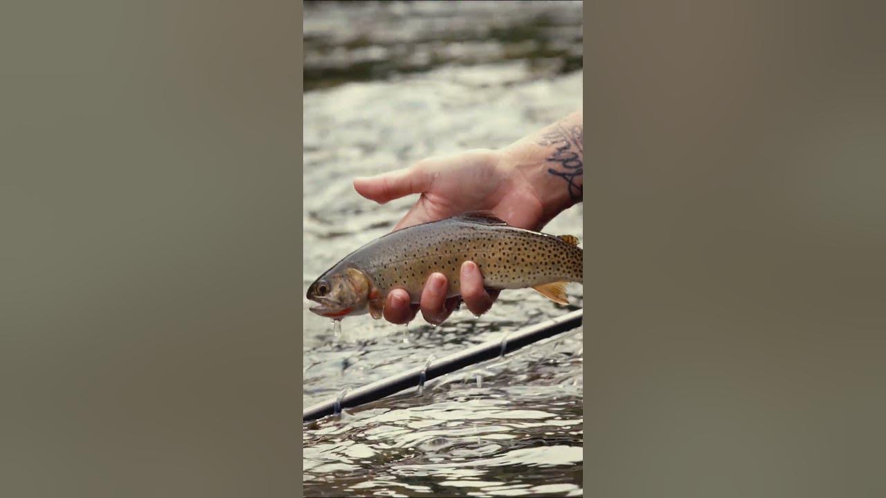 Redington Trout Field Kit YouTube