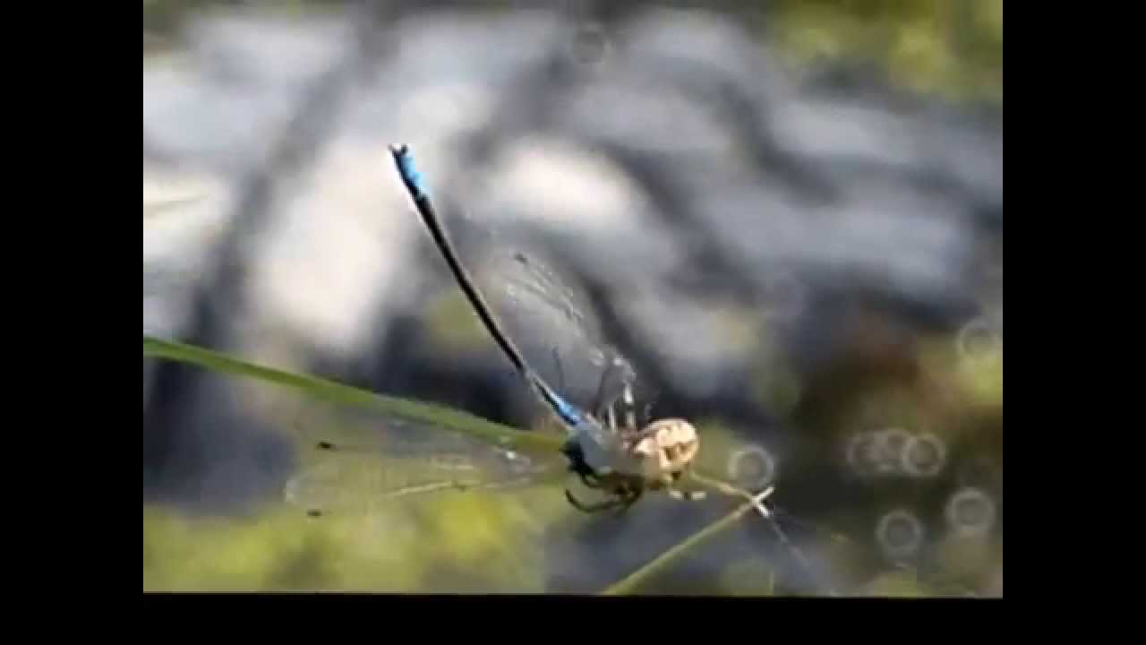 video phone beyonce mp3 Small Red-eyed Damselfly and spider