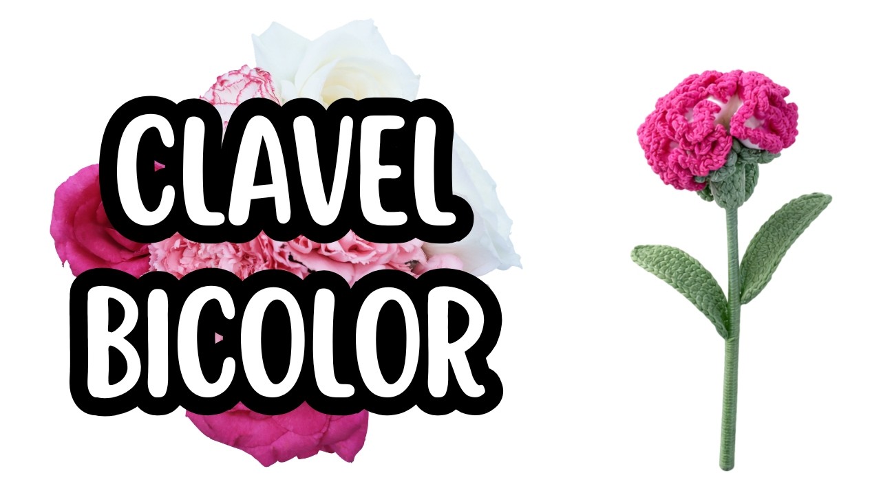 CLAVEL BICOLOR