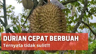 How To Plant Durian So It Bears Fruit Quickly Easily And Simply