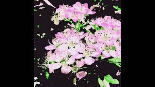 Ehtëk - Detnä Drá Eliäe