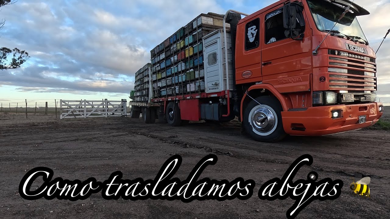 Como trasladamos Abejas 🐝 ! Cargamos segundo viaje con el scania 