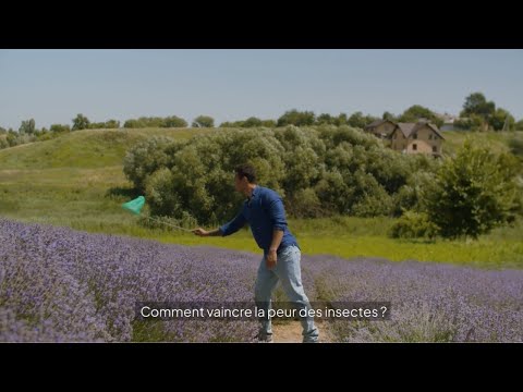 Vidéo: Entomophobie: Peur Extrême Des Insectes, Comment Elle Est Diagnostiquée Et Traitée