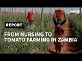 Zambia: "A labour of love" for accidental tomato farmer | AFP