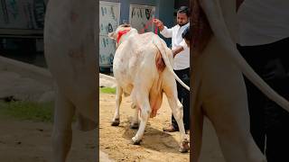 😱👌पहली बार दिखी इतनी सुन्दर व दुधारू राठी गाय || Yadav dairy farm Lucknow #shorts