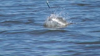 Topwater Speckled Trout Explosions