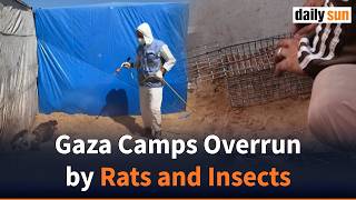 UN Warns of Health Crisis as Rats Spread in Gaza Camps | Daily Sun