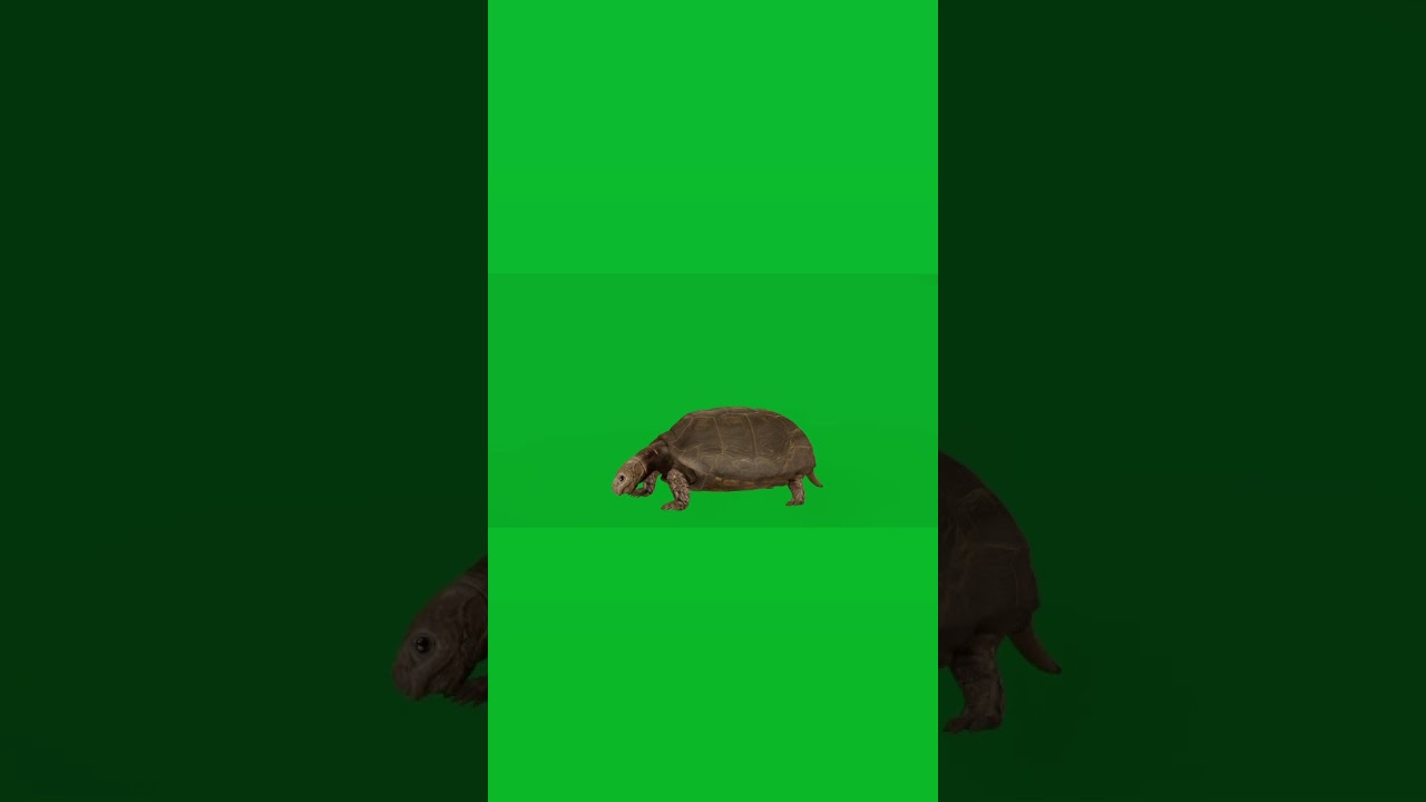 Asian Forest Tortoise 