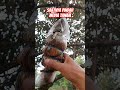 cangkok batang tanaman setelah keluar akar maka siap dipindahkan ke media tanam #video #farmingtips