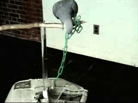 "Insightful" string-pulling in Grey parrots (Psittacus erithacus) is affected by vocal competence