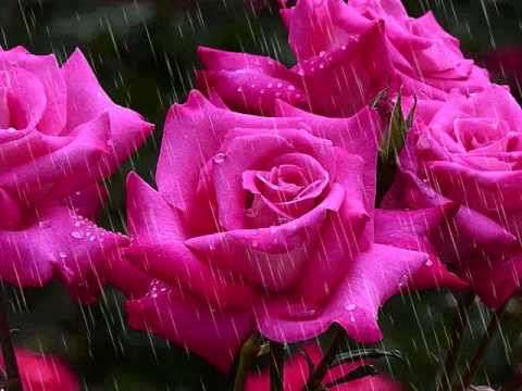 BECAUSE - (Lyrics)