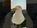 Seagull (Чайка)