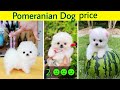 Pomeranian Dog price in india | tecup dog price in india | Pomeranian Dog | tecup Pomeranian price