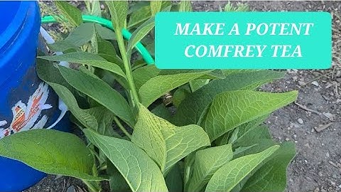 How to Make the Most Potent Comfrey Tea + Compost Tea