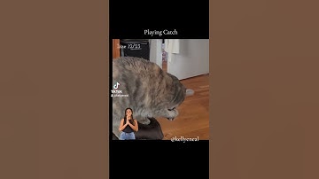 Cat playing catch/fetch! And brings it back! #cattricks  #catvideos #catplayingfetch #funnycatvideo