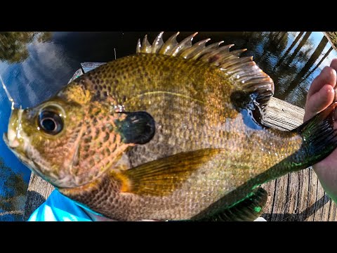 Fishing for 2 lb Bluegill with my Top Bluegill Baits
