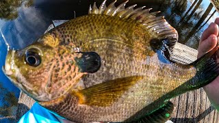 Fishing for 2 lb Bluegill with my Top Bluegill Baits