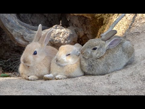 うさぎの楽園？５００匹を超えるうさぎが暮らす日本唯一のうさぎ島に行ってみた！