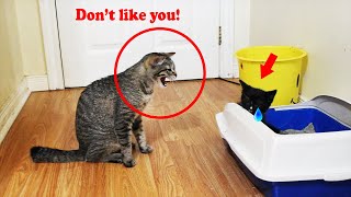 cat hisses and growls at me and new little kitten!