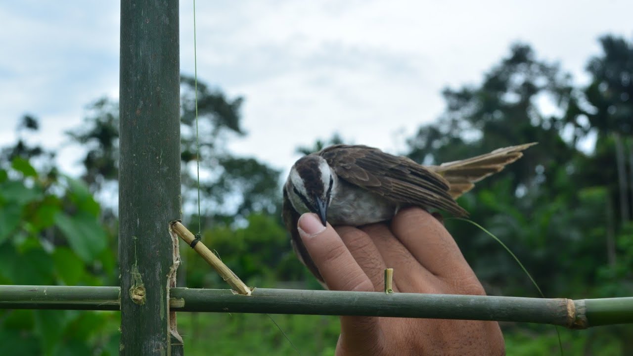jebakan dari bambu untuk bermacam jenis burung liar, tanpa meleset