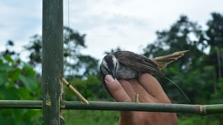 Jebakan Dari Bambu Untuk Bermacam Jenis Burung Liar Tanpa Meleset