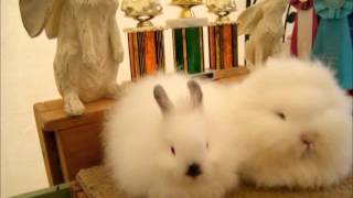 LionHeads 101 Wool Facts