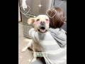 あふれるキモチば歌うとです🎤🐶💕