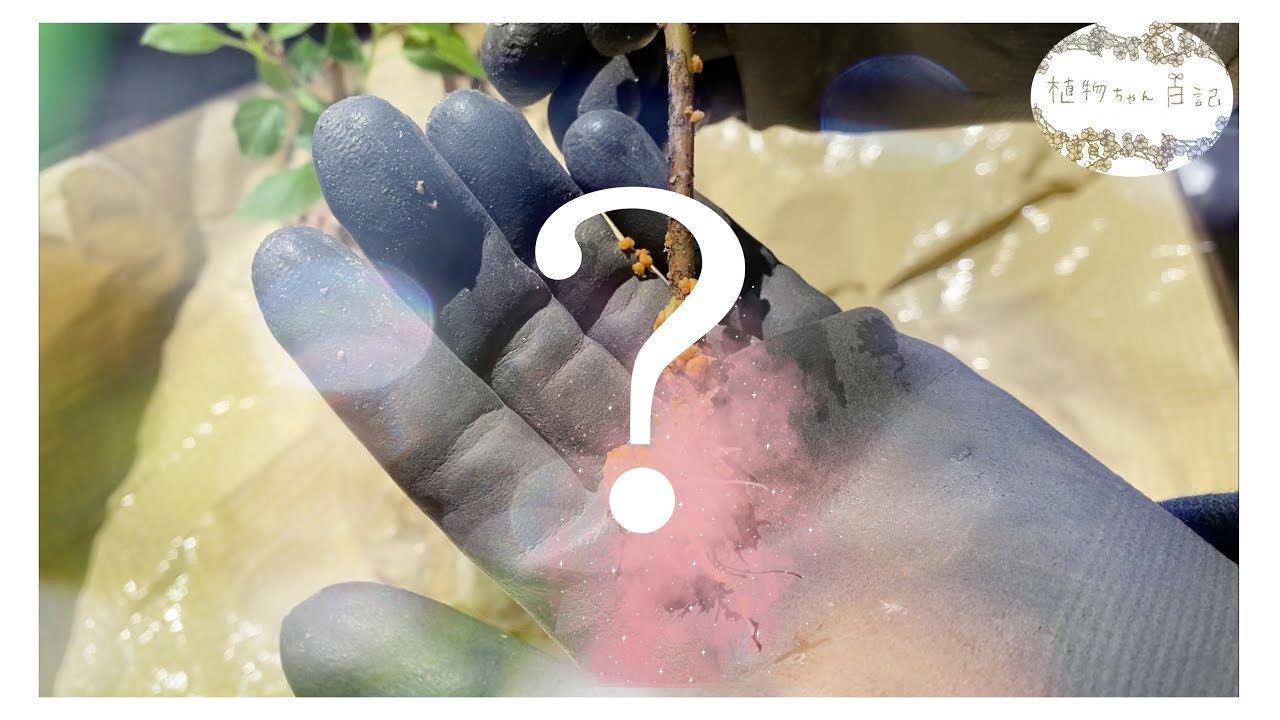 2月実施 アナベル 挿し木チャレンジ 1 挿し穂作り 土に挿すまで Youtube