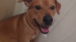 Dandadan opening but it's my dog Java Wealth