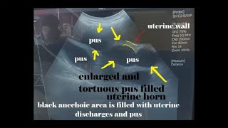 pyometra in dogs,ultrasound findings and diagnosis