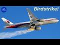 How Dangerous Are Birdstrikes?