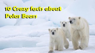10 Crazy facts about Polar Bears🐻‍❄️