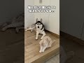 猫と犬に仕事に行くと伝えたらこうなる...#shorts