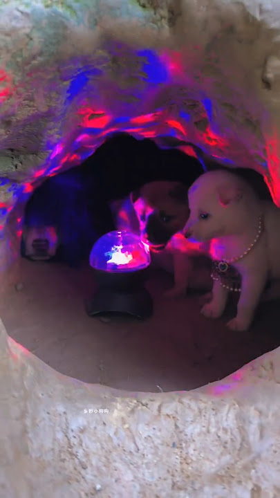 puppy's Dj party 🥳 🎉 😎 🙌 #dj #djhemantrajsongs #pitbull #love #cute #djremix #djsongs #djdogs