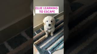 Just Ellie things..After a lot of effort she was able to escape her house!! #puppy #cute #retriever