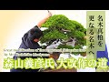 森山義彦氏による大型真柏改作~名木を更なる次世代の名木へ~