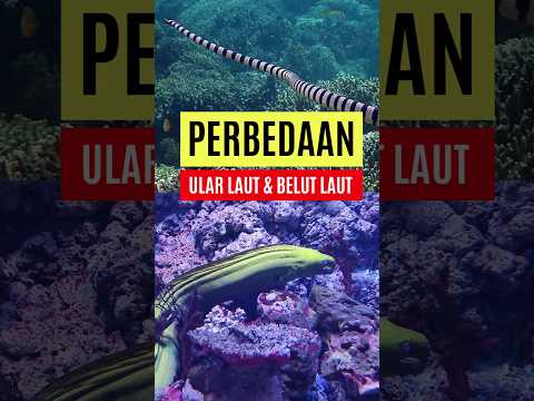 Video: Apakah ular berevolusi dari belut?