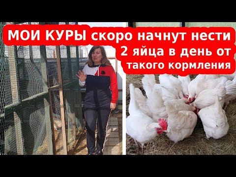 Видео: 12 больших советов по выращиванию цыплят на заднем дворе