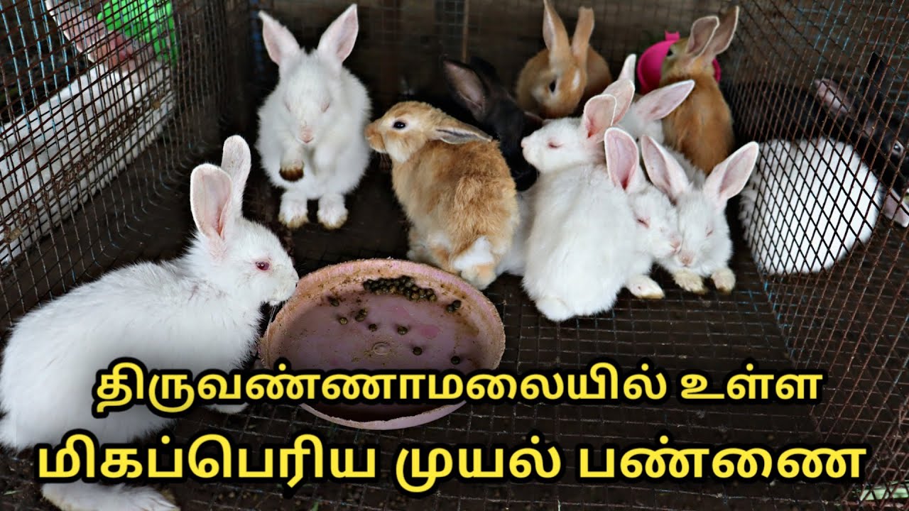 திருவண்ணாமலையில் உள்ள மிகப்பெரிய முயல் பண்ணை sathya rabbit farm in