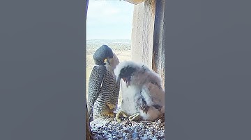 Mom watches her baby spit out pellets #falcon #chick @FalconCamProject