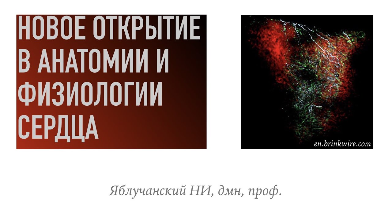 Карина в анатомии это