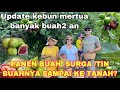 PANEN BUAH SURGA /TIN BUAHNYA SAMPAI KETANAH? ( PIR ,APEL ,BLACKBERRRY )DI KEBUN MERTUA GRATIS