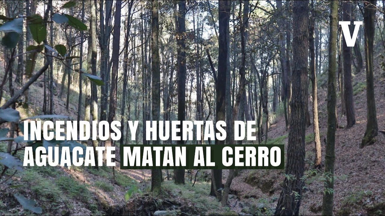 Capitulo 3 | CERRO DEL ÁGUILA: Tala, incendios y huertas, los rostros de la ambición