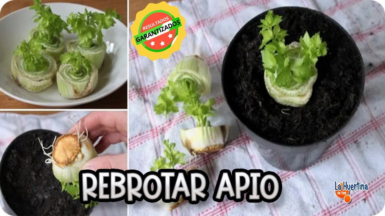 Como Germinar Apio Sin Semilla || Experimento Organico || La Huertina De Toni