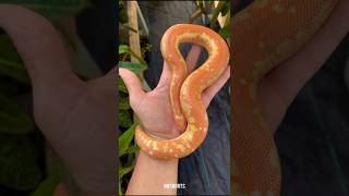 Shocking Animal Transformation   Before U0026 After animals cuteanimals animallife