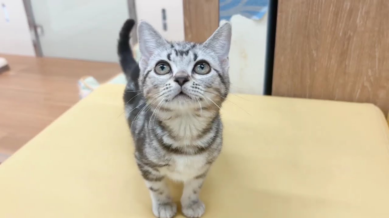 アメショーcat様 アメショーcat様 【公式通販】