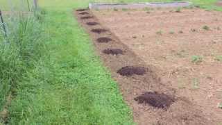 Planting Zucchini from Seed