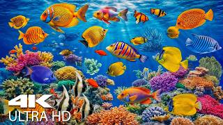 The Best Aquarium 4K Ultra HD — Stunning Coral Fish, Jellyfish & Relaxing Sleep Ambience screenshot 3