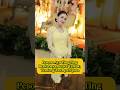 Pesona Ayu Ting Ting Berkebaya Butter Yellow, Tenteng Tas Rp 117 Juta
